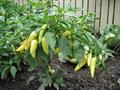 Capsicum spp